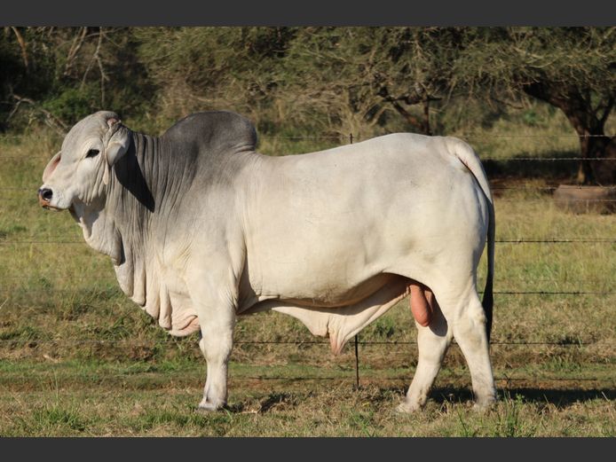 DBB 20 7 | DOUBLE BAR BRAHMANS