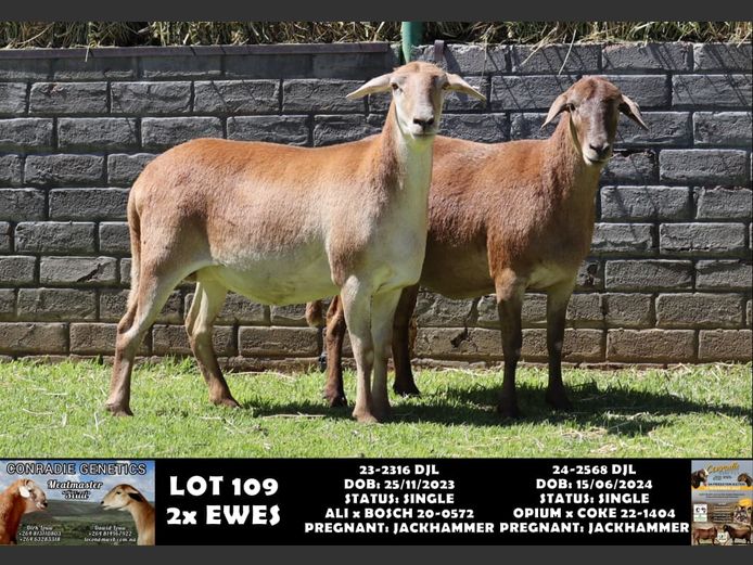 23-2316 DJL | 24-2568 DJL | DIRK LOUW