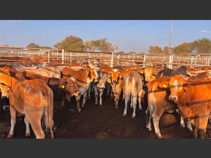 AGRA GROOTFONTEIN WEANER AUCTION
