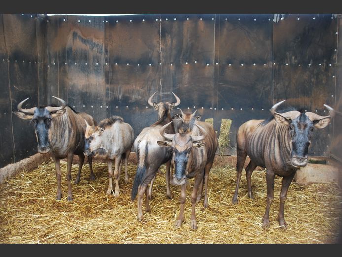 BLUE WILDEBEEST | NVG