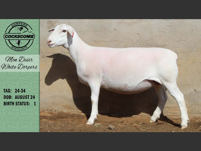 24-34 | Mon Desir White Dorpers