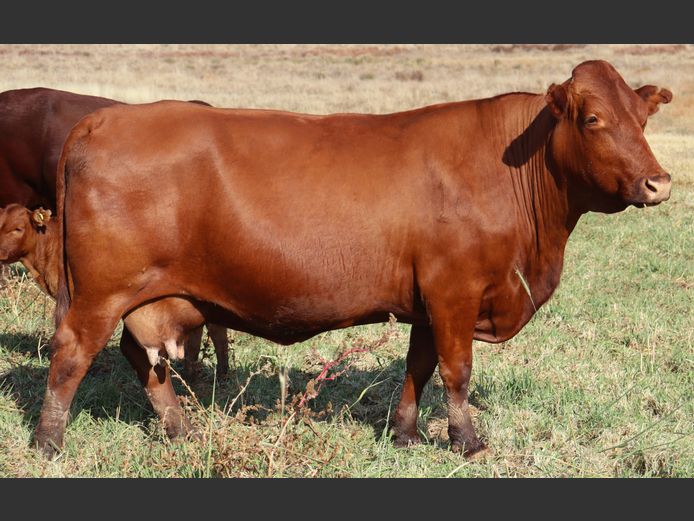 CEF 160174