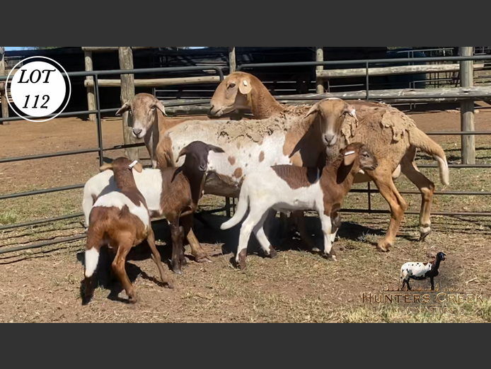 Ewes | Hunters Greek Meatmaster