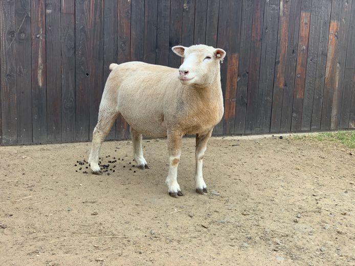 DUP 230037 | DONKERBERG ELITE IDF STUD 
