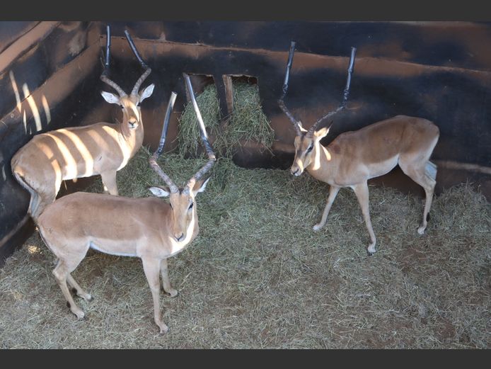 Rooibokke