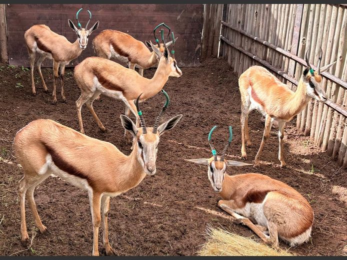 Kalahari Springbok Ooie