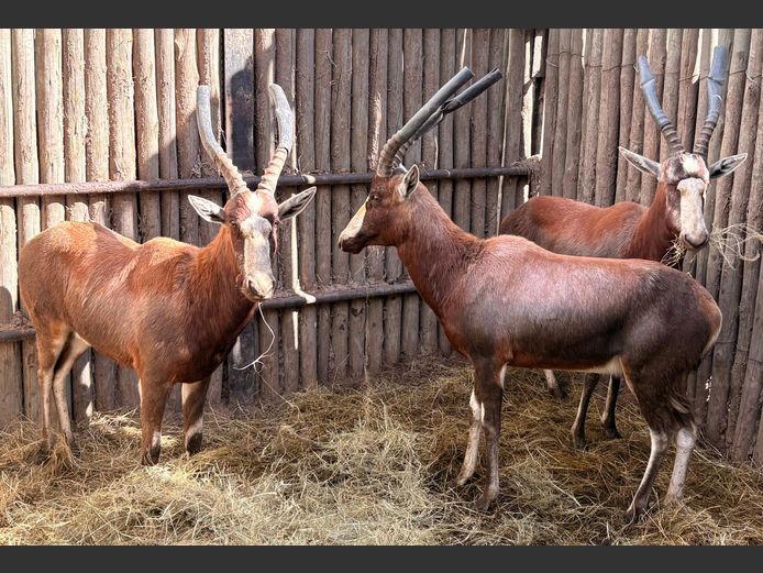 Blesbok Ramme