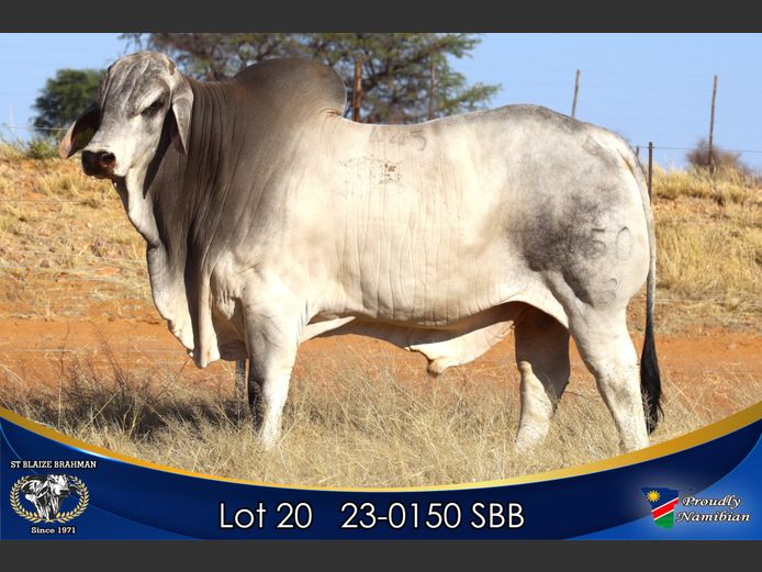 23-0150 SBB | ST BLAIZE BRAHMAN