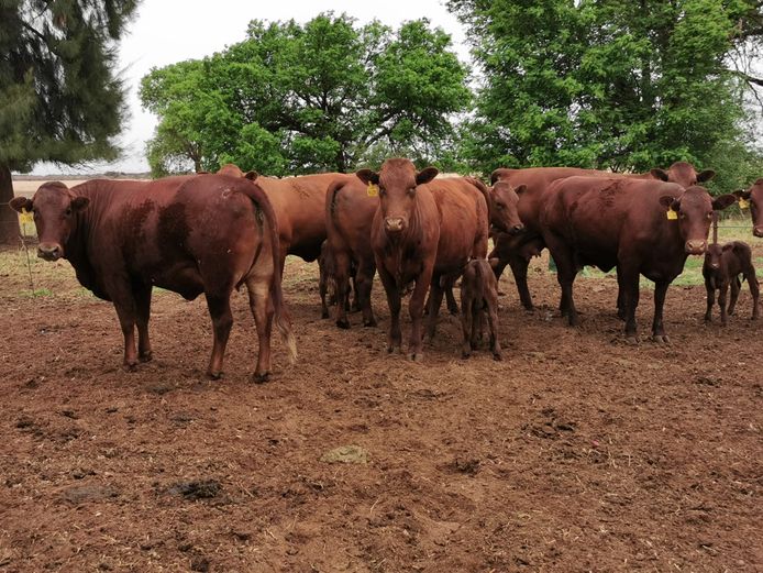 Commercial Females  - TKB Bonsmaras