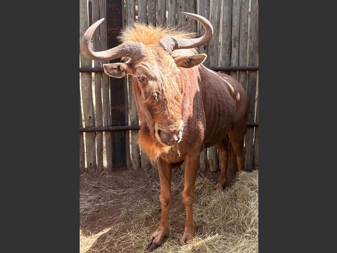 Goue Wildebees Bul