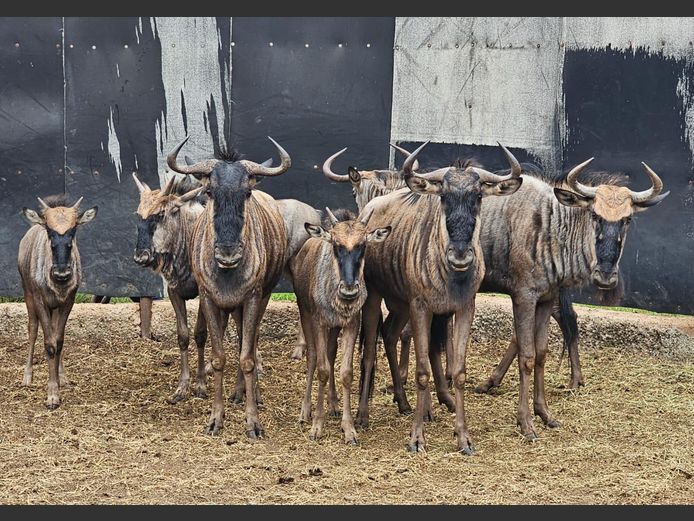 BLOUWILDEBEES | WATERBERG AVIATION