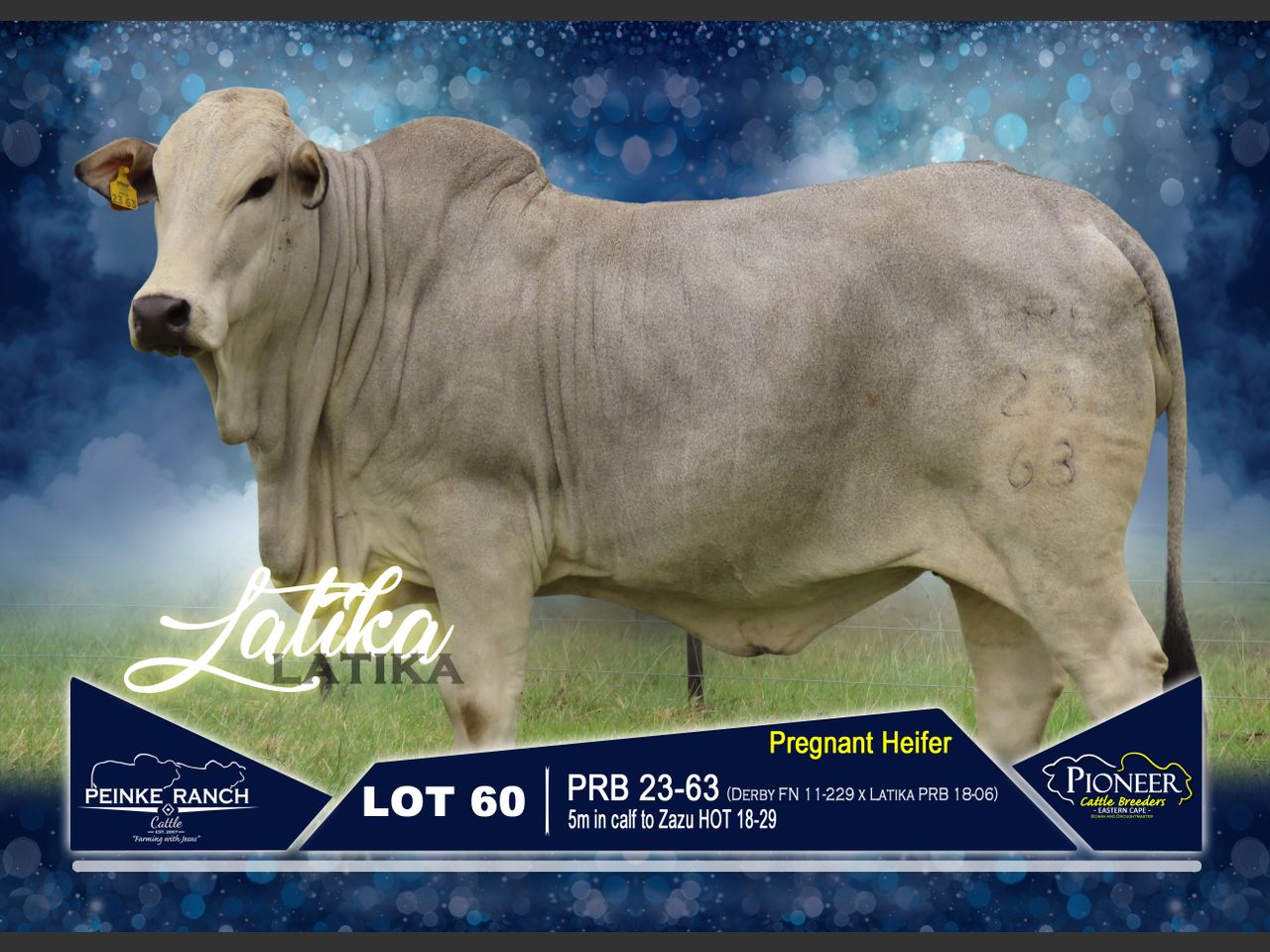 Lot 60 | PIONEER CATTLE BREEDERS BORAN AND DROUGHTMASTER | SwiftVEE ...