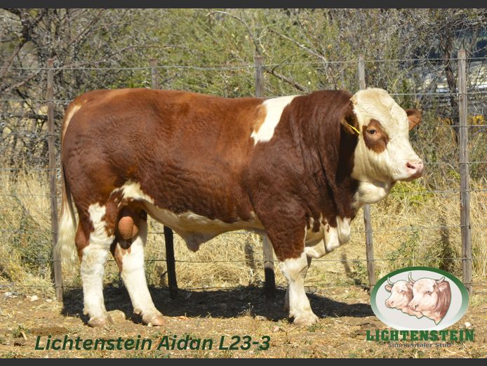L233 | LICHTENSTEIN SIMMENTALER STUD