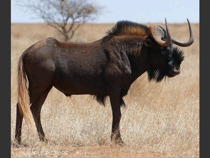 BLACK WILDEBEEST | DU PREEZ WILD
