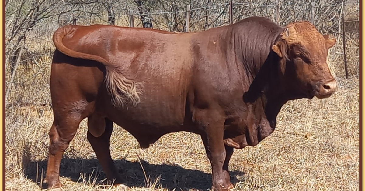 Lot 8 BRISTOW BONSMARA 52ND ANNUAL PRODUCTION SALE SwiftVEE