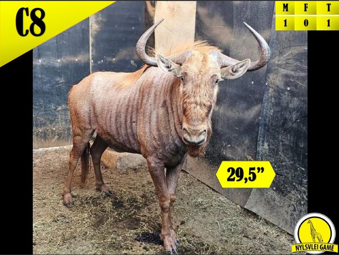 GOLDEN GNU 29 ½” | DIPHOFU