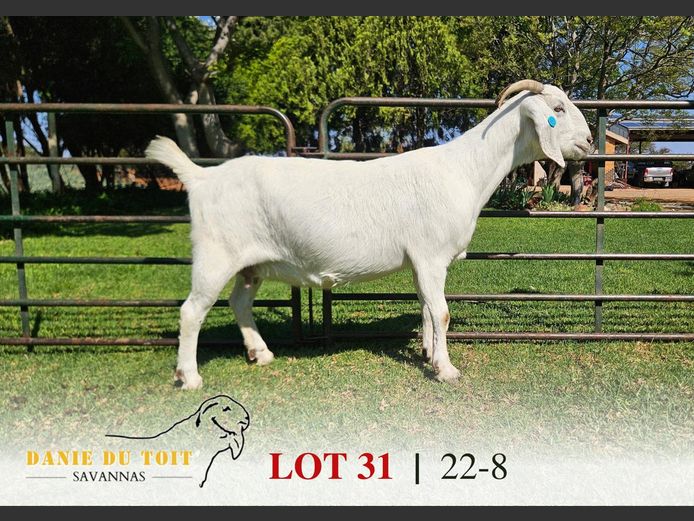 63220008 | Danie du Toit Savannas