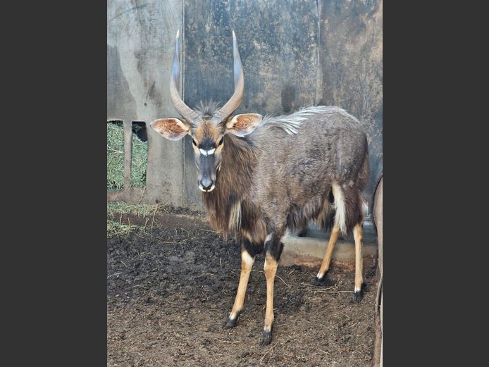 NYALA | SAVANNAH (2)