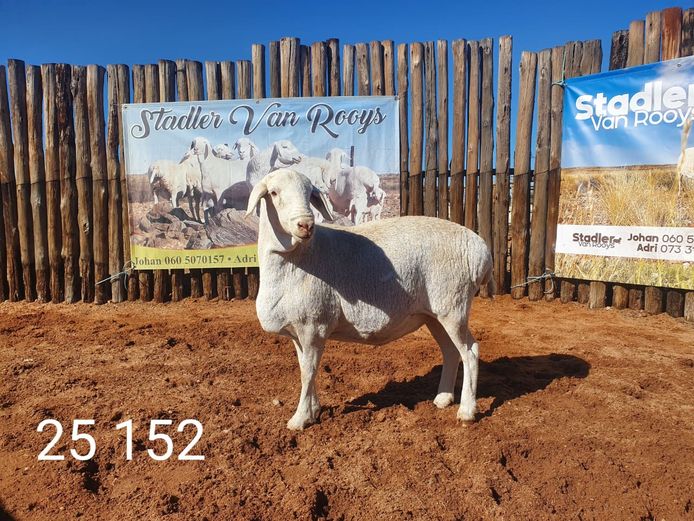 25 152 | Johan Stadler