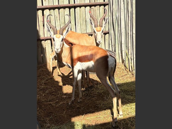 Kalahari Springbok Ramme