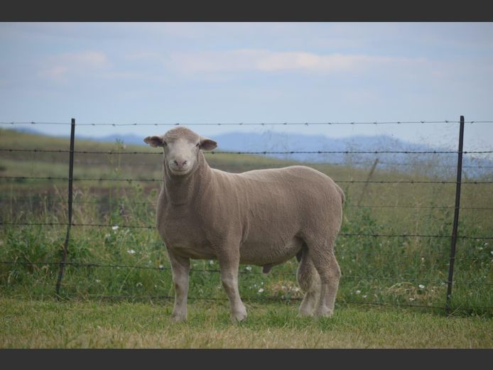 T 240245 | TWEE BROERS DORMER STOET