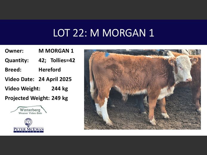 Weaners | MJ MORGAN 1