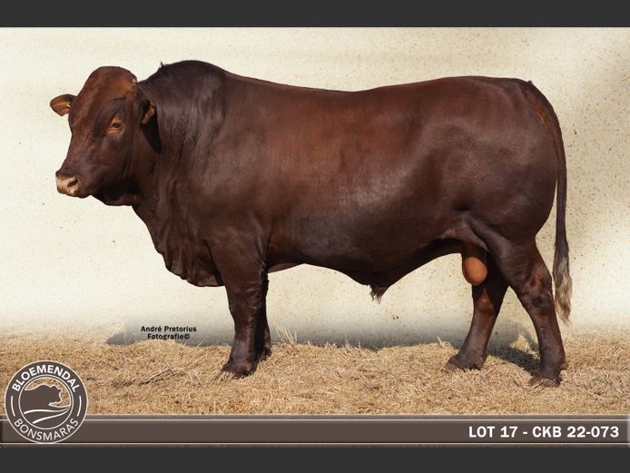 CKB220073