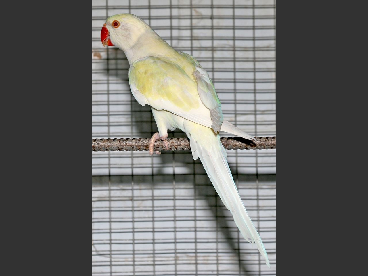 images