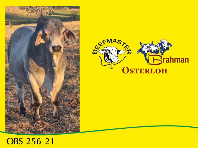 OBS21256 | OSTERLOH EL