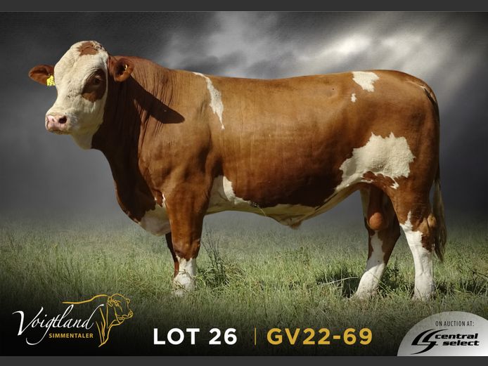 GV22-0069 | VOIGTLAND SIMMENTALER