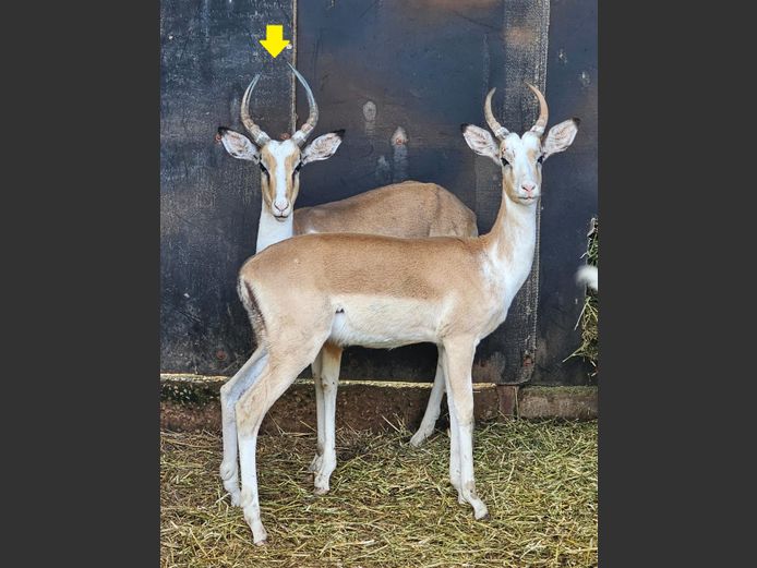 WHITE FLANK ROOIBOK | EB WILD
