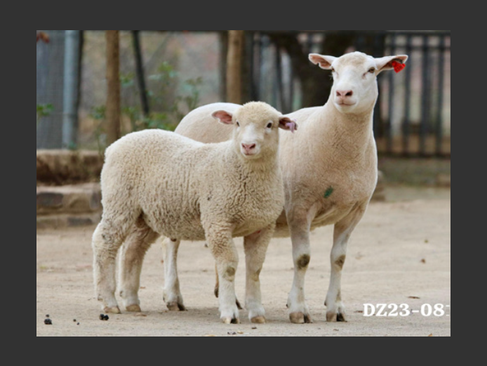 DZ  230081 | 2 STEYNS BOERDERY