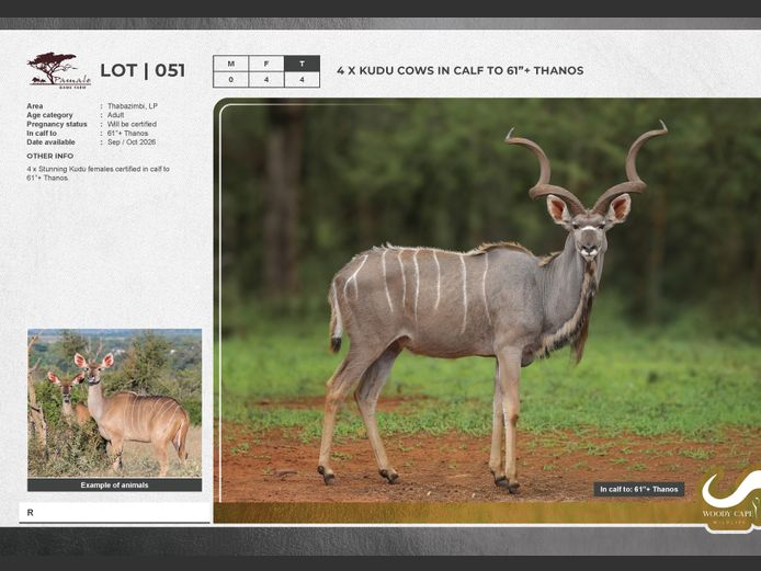Kudu | Pamale Game Breeders