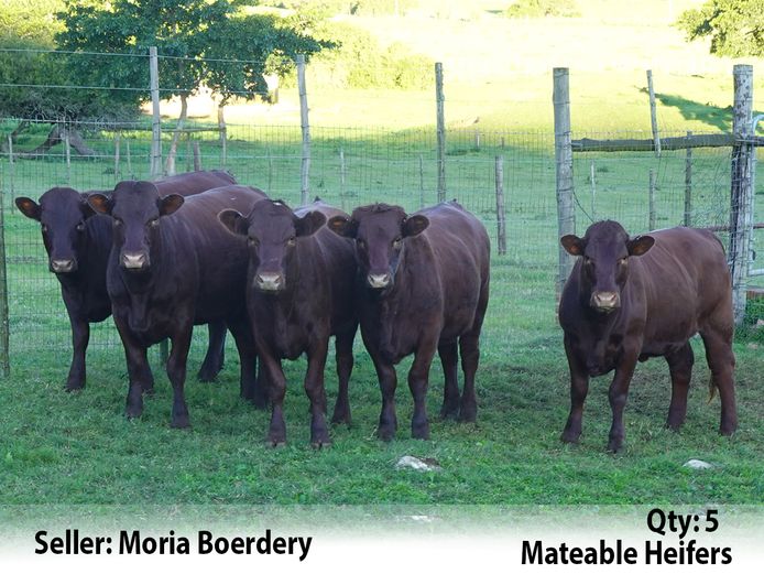 Commercial Animals | Moria Boerdery