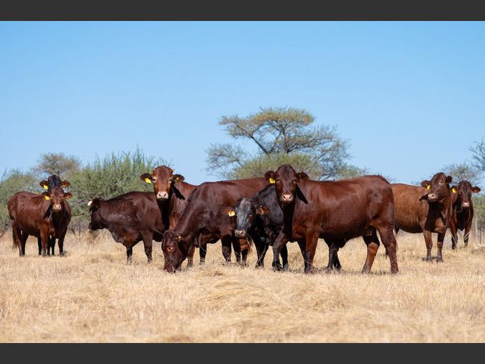 COMMERCIAL FEMALES | WAVERLY BRAHMAN