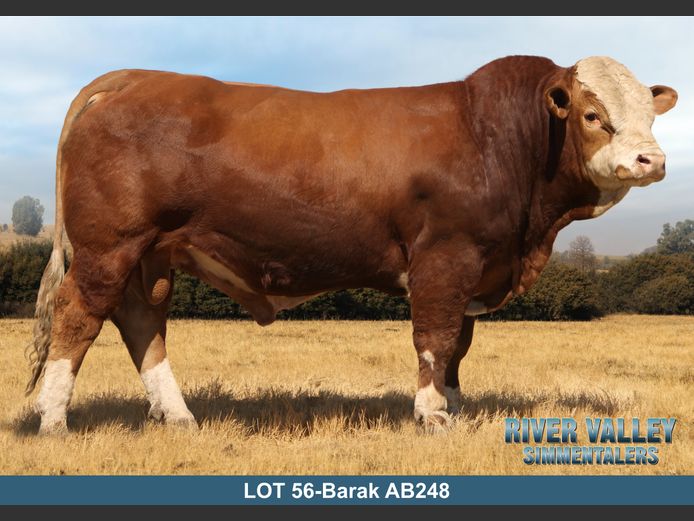 AB248 | PA ABRAHAMSE