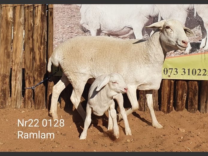 22-128 | Johan Stadler