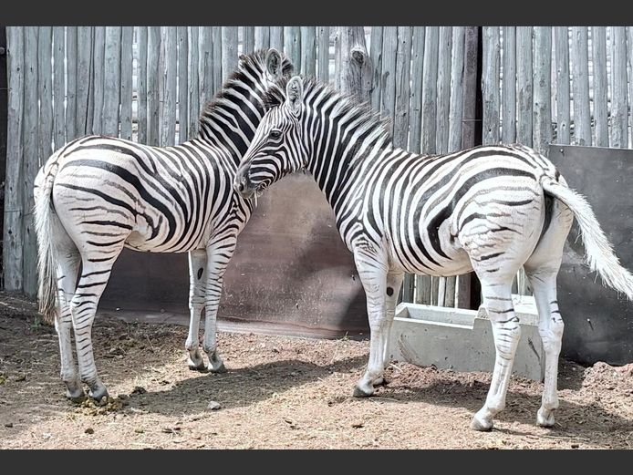 Zebras