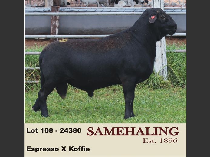 24380-SAM | SAMEHALING MEATMASTERS