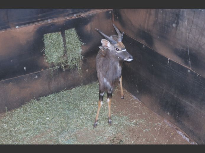 Njala