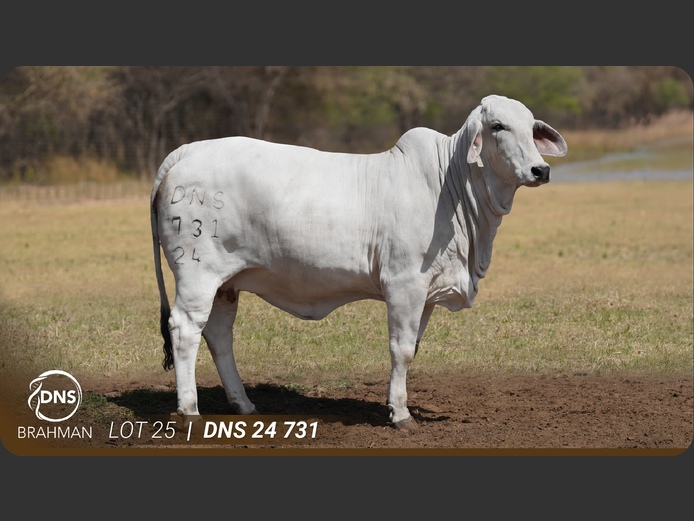DNS24731 | JES-C BOERDERY (PTY) LTD