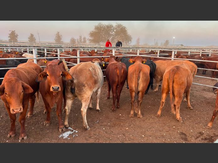 AGRA MARIENTAL WEANER AUCTION