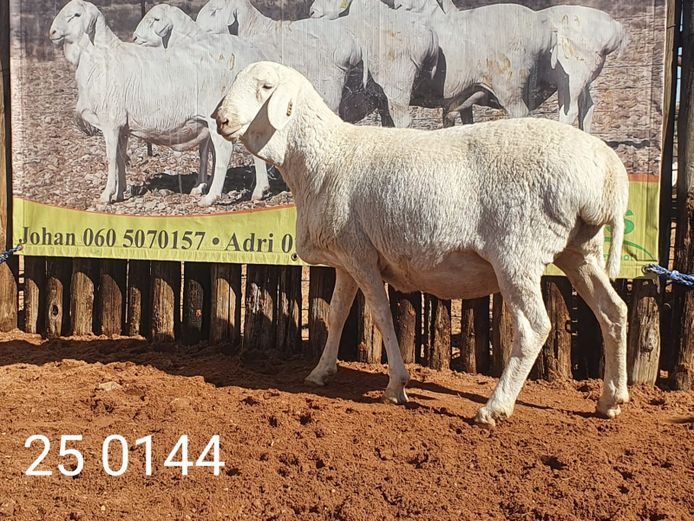 25 144 | Johan Stadler