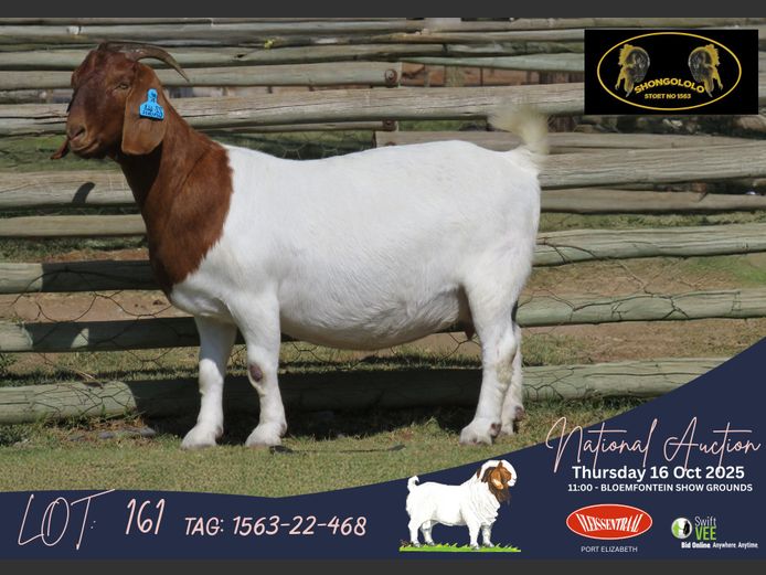 1563-22-468 | Fouche Blignaut (Shongololo Boerbokstoet)