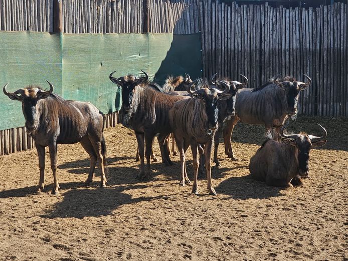 BLUE WILDEBEEST | KRUISRIVIER