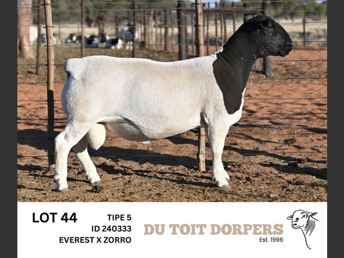240333 | DU TOIT DORPERS