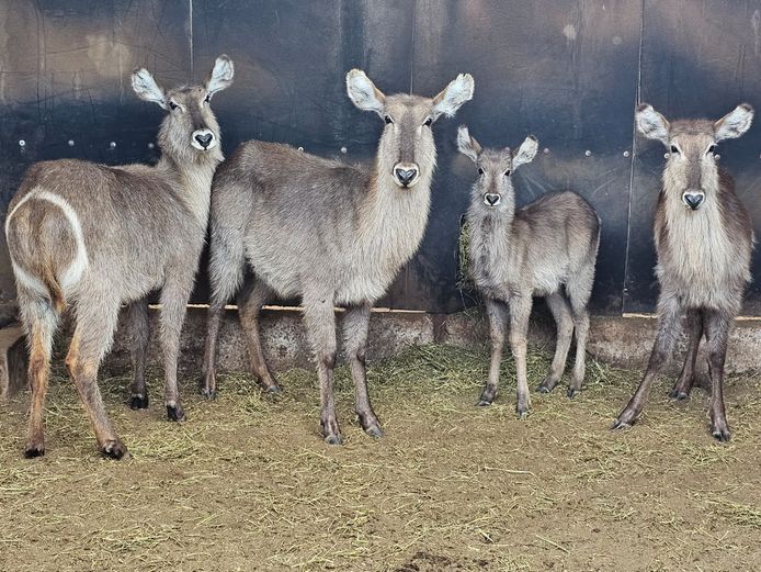 WATERBUCK | DAGBREEK