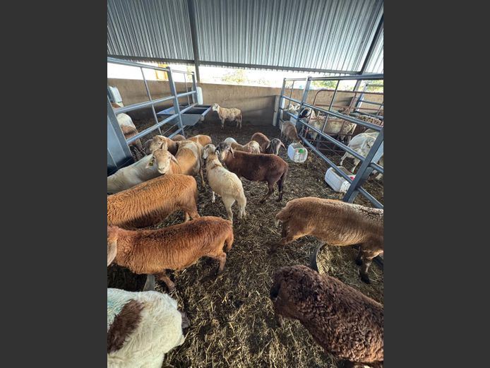 MEATMASTER | LOUMA BOERDERY