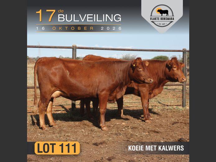 Commercial Animals | LFR Bonsmara-stoet