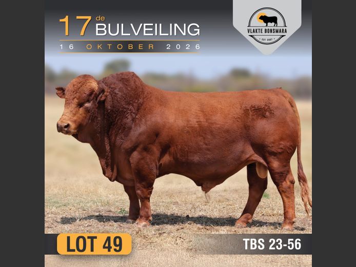 TBS230056 HH(c) | THABA KWENA BONSMARAS